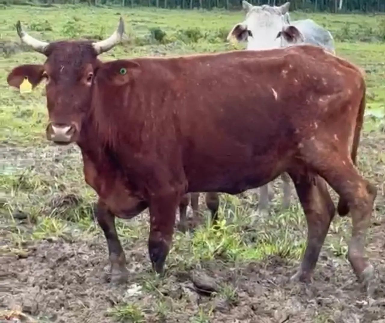 Vaca Devon  - Foto 4