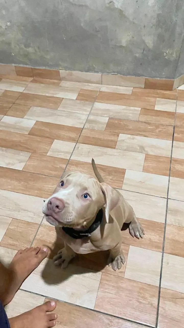 Cachorro  - Foto 4