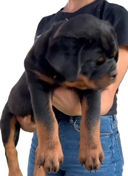 ROTTWEILER MACHOS E FÊMEAS DISPONÍVEIS - Foto 5