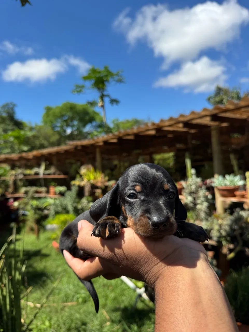 Lindos bebês de Teckel  - Foto 5