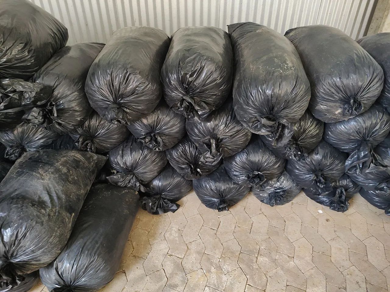 Silagem de milho grão total  - Foto 5