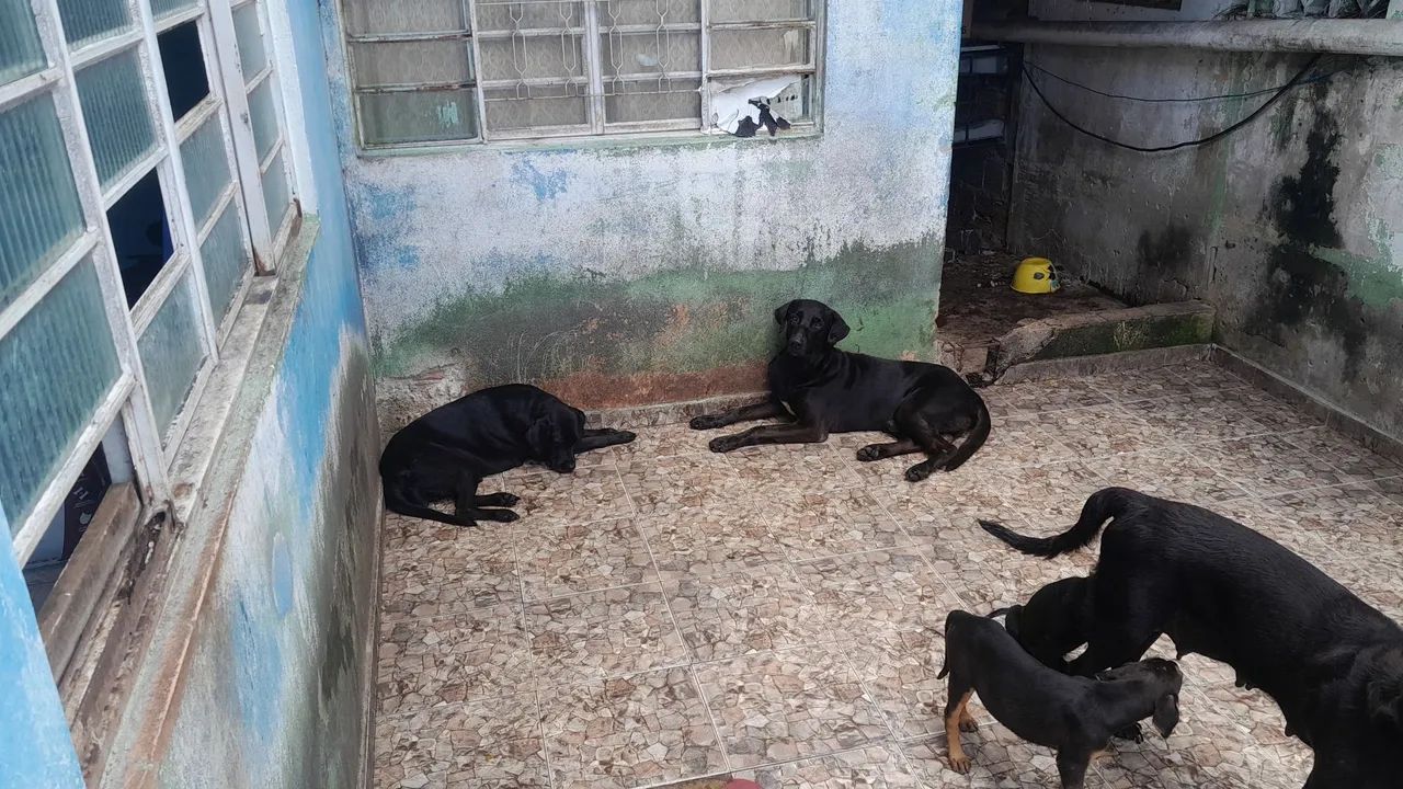 Doação de cachorro - Foto 2