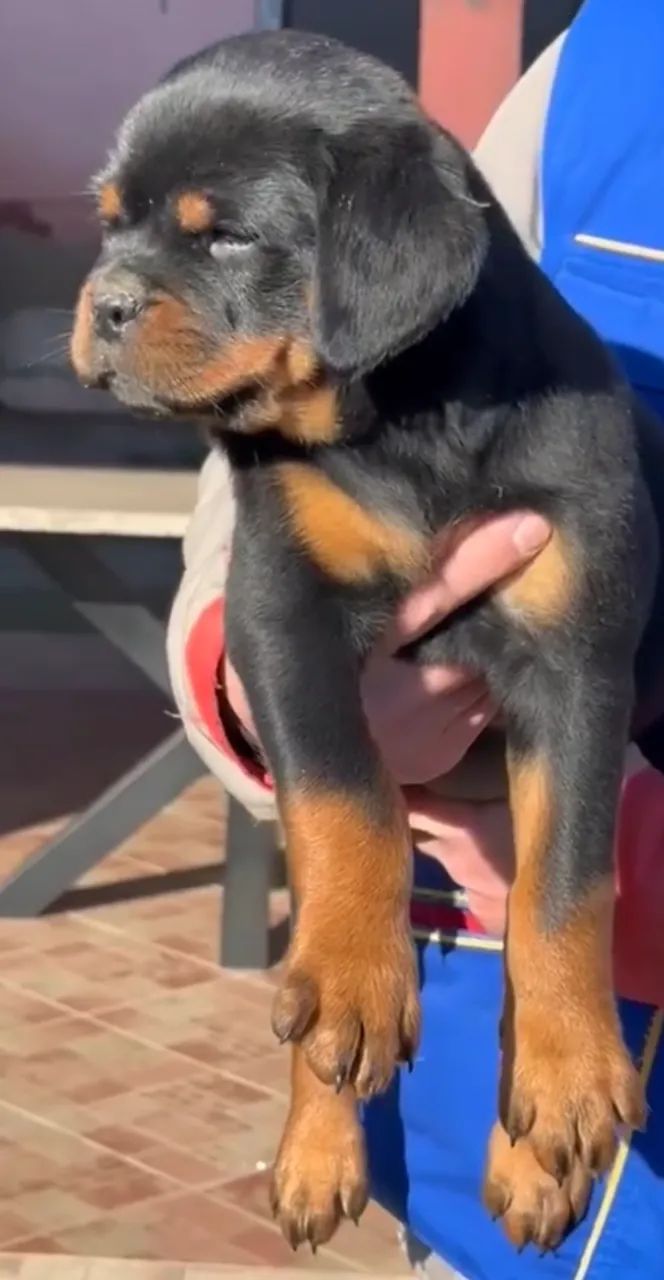 ROTTWEILER DISPONÍVEIS - Foto 3