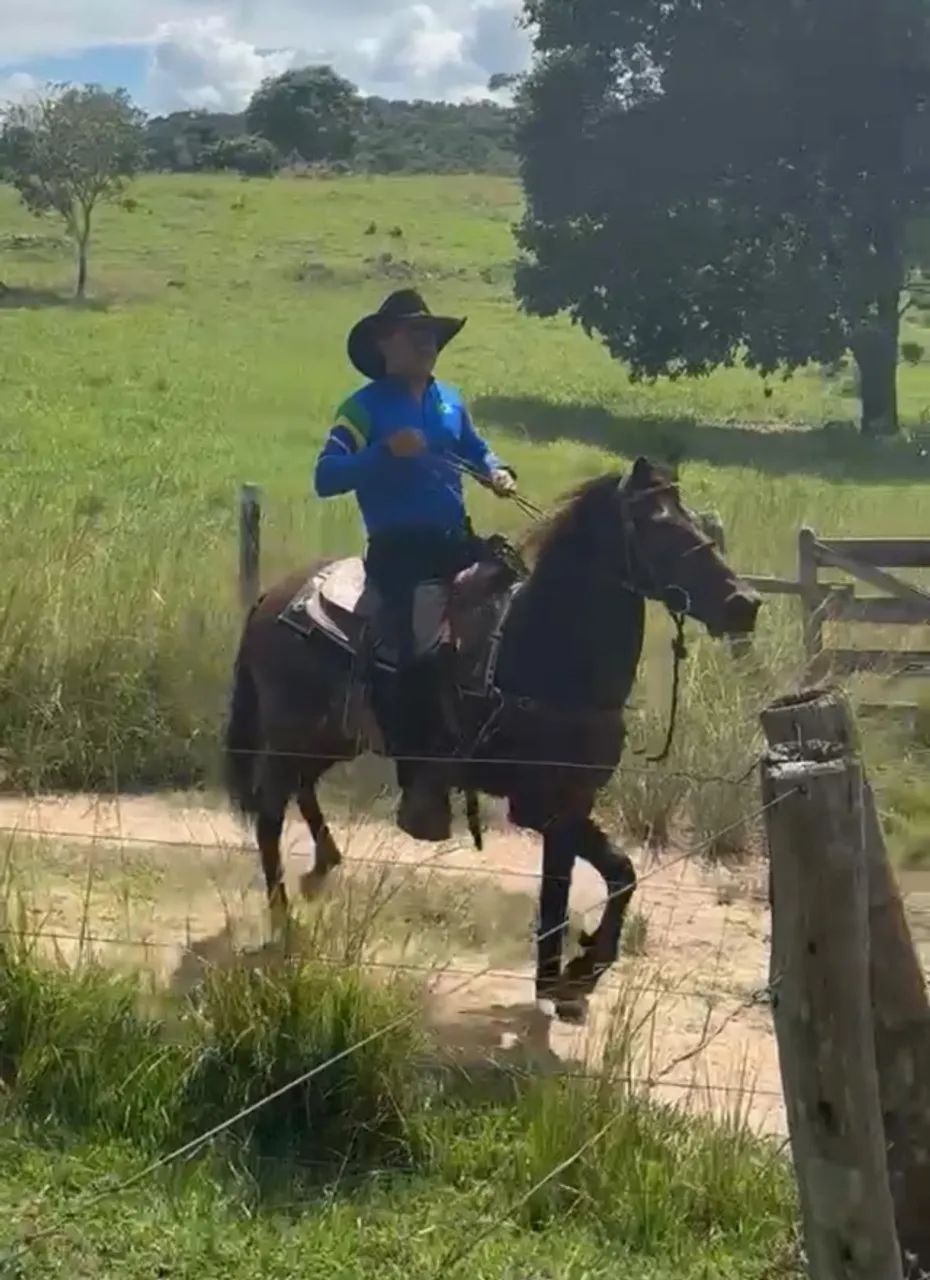 Cavalo  - Foto 5