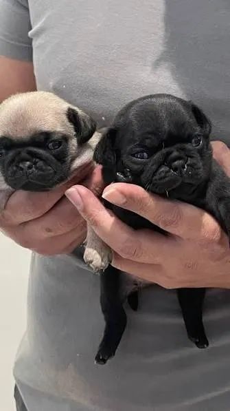 Pug 