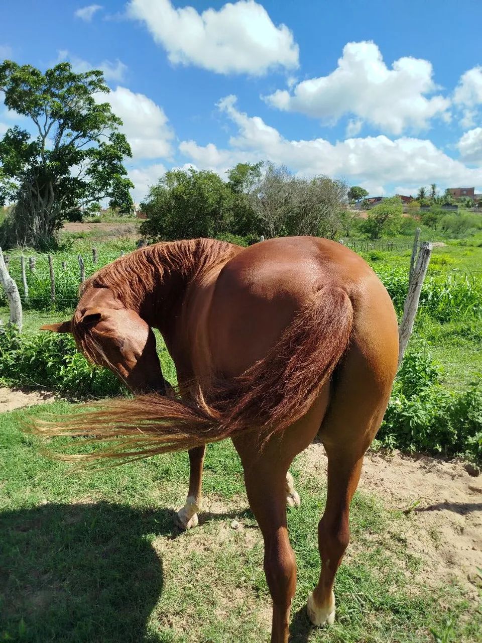 Vende-se ou troca em caeneiro - Foto 2