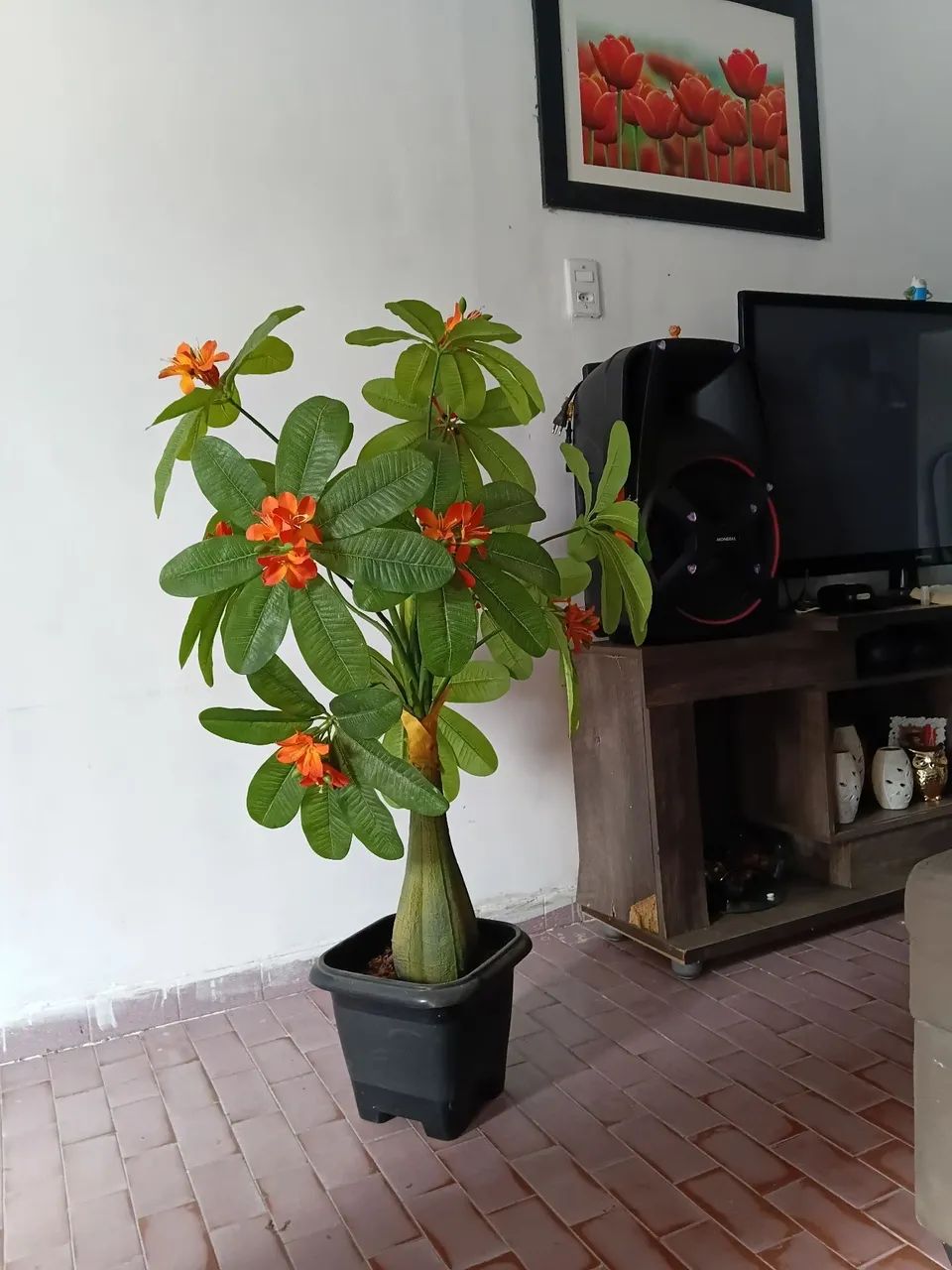 Plantas 