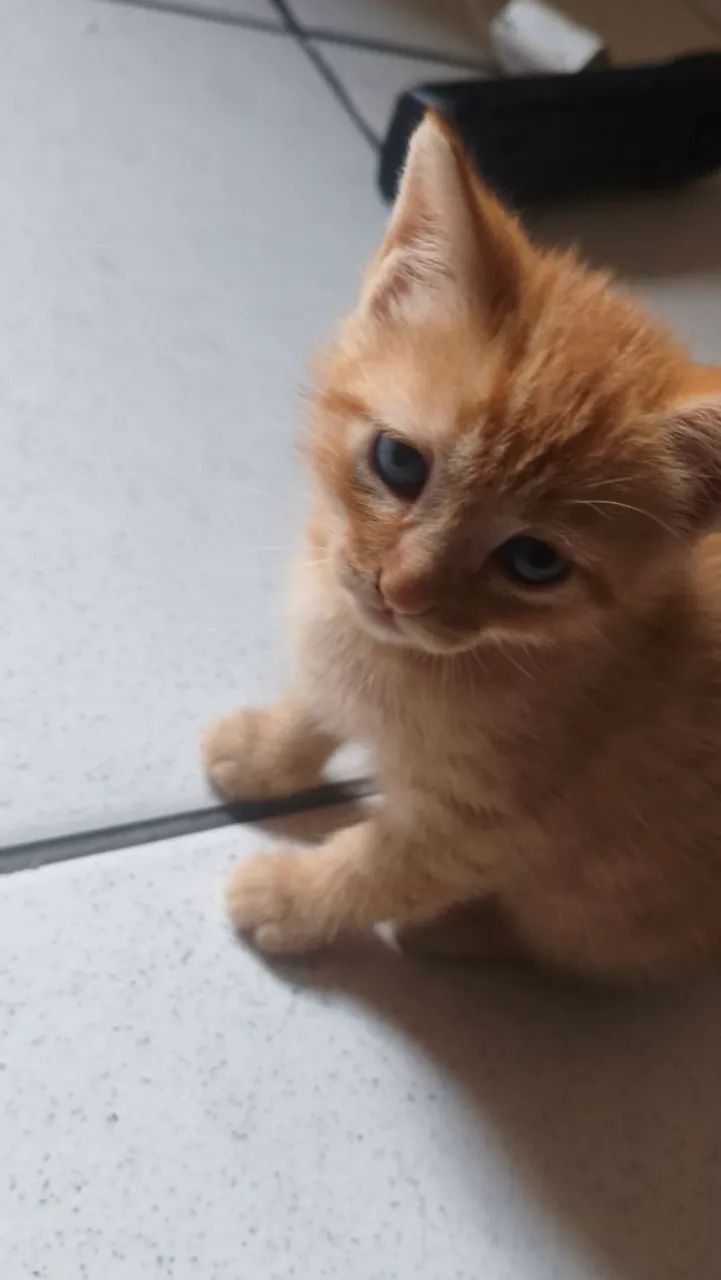 GATO | ADOÇÃO RESPONSÁVEL - Foto 4