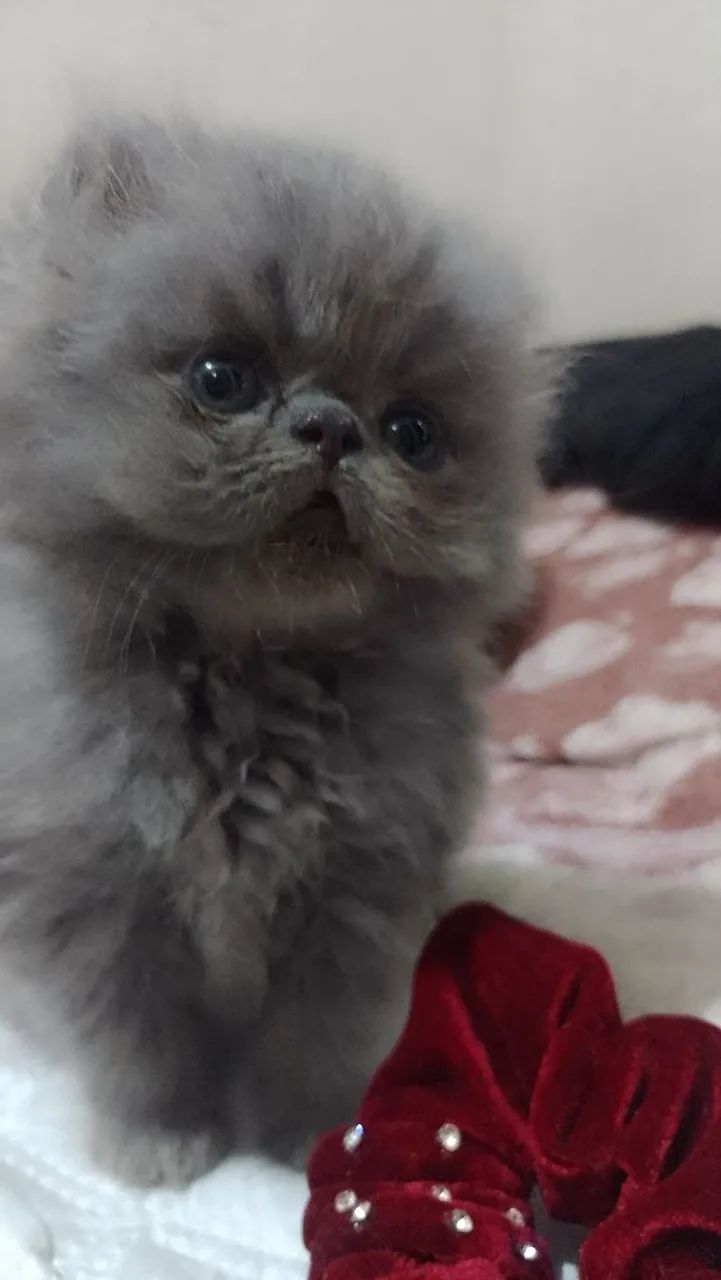 vendas 65126370388867122