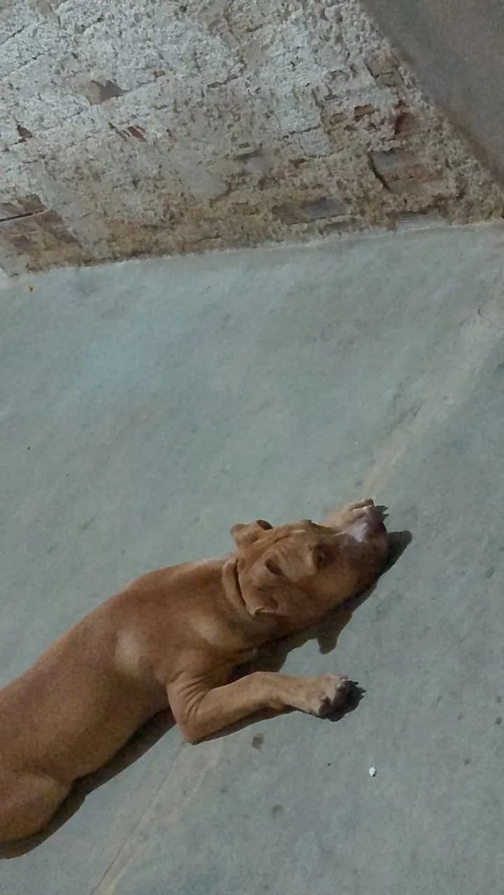 Vende-se Pitbull