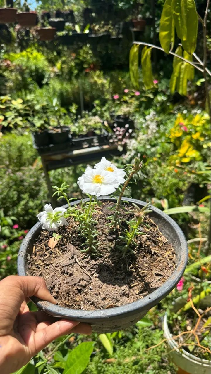 Plantas para todos os ambientes  - Foto 2