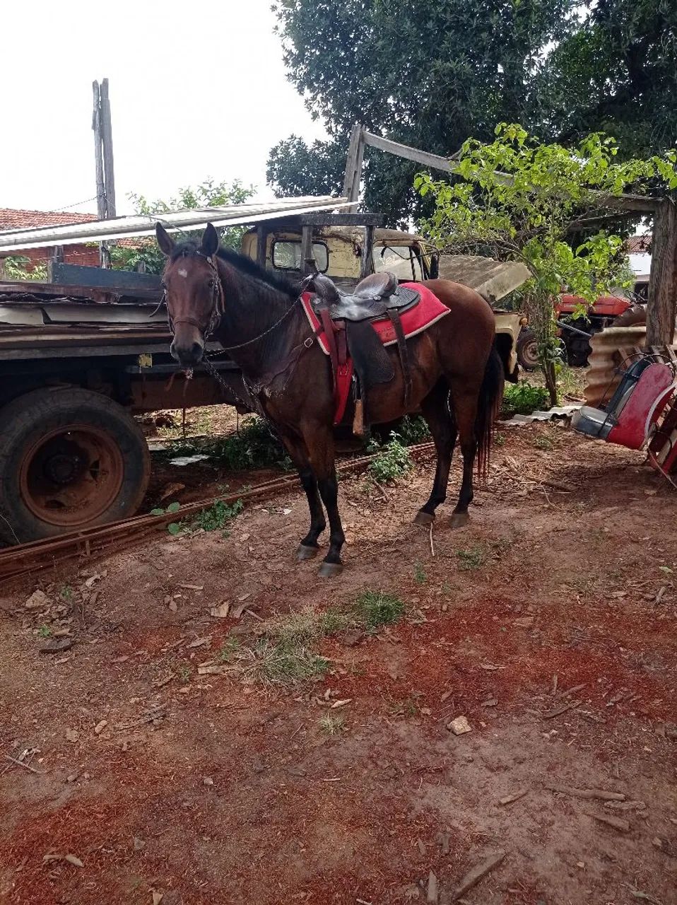 Cavalo QM  - Foto 3
