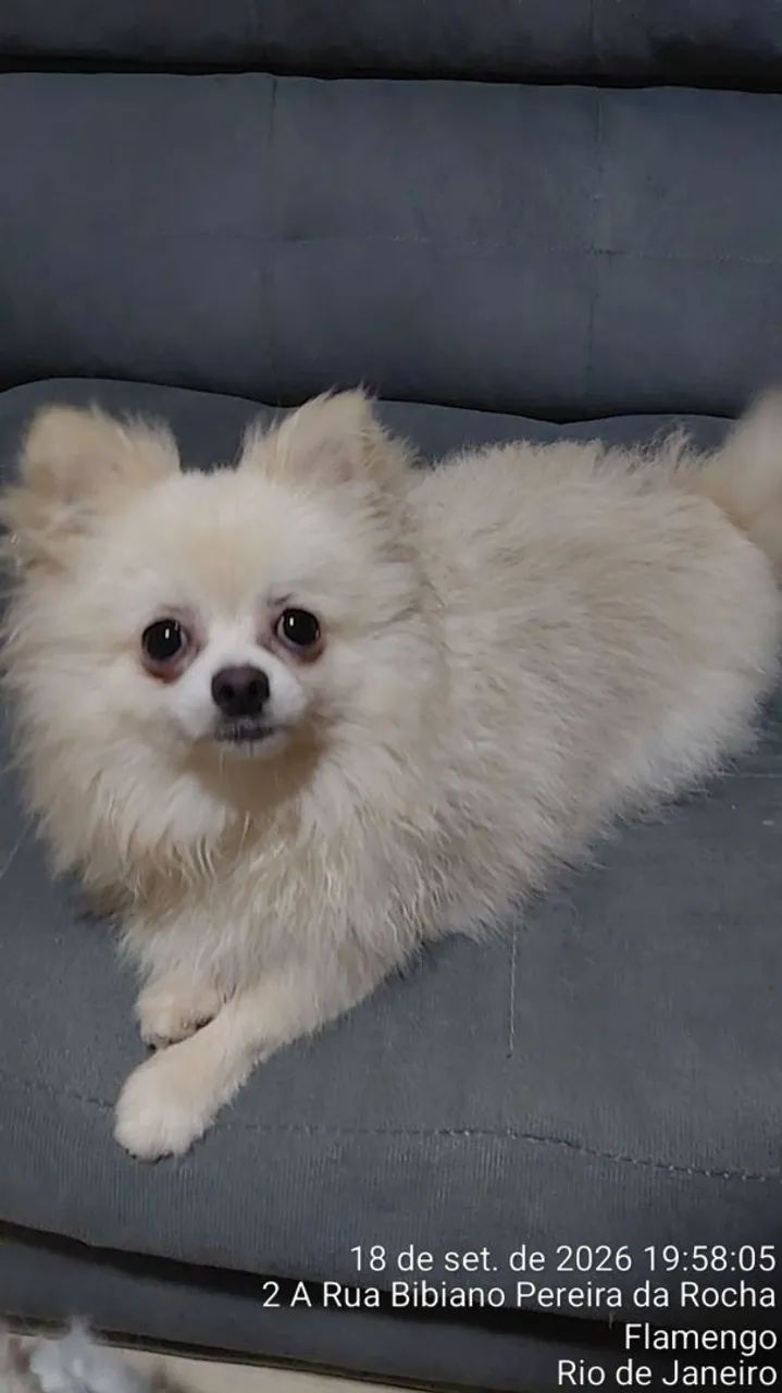 Cão Spitz Alemão (Lulu da Pomerânia) - Foto 4