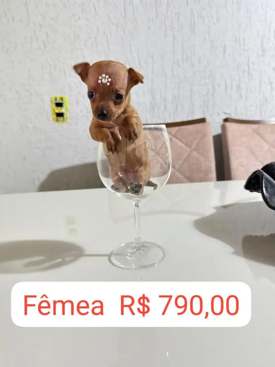 Pinscher 1 FÊMEA e 1 MACHO Tamanho 0 (ler a descrição para valores)