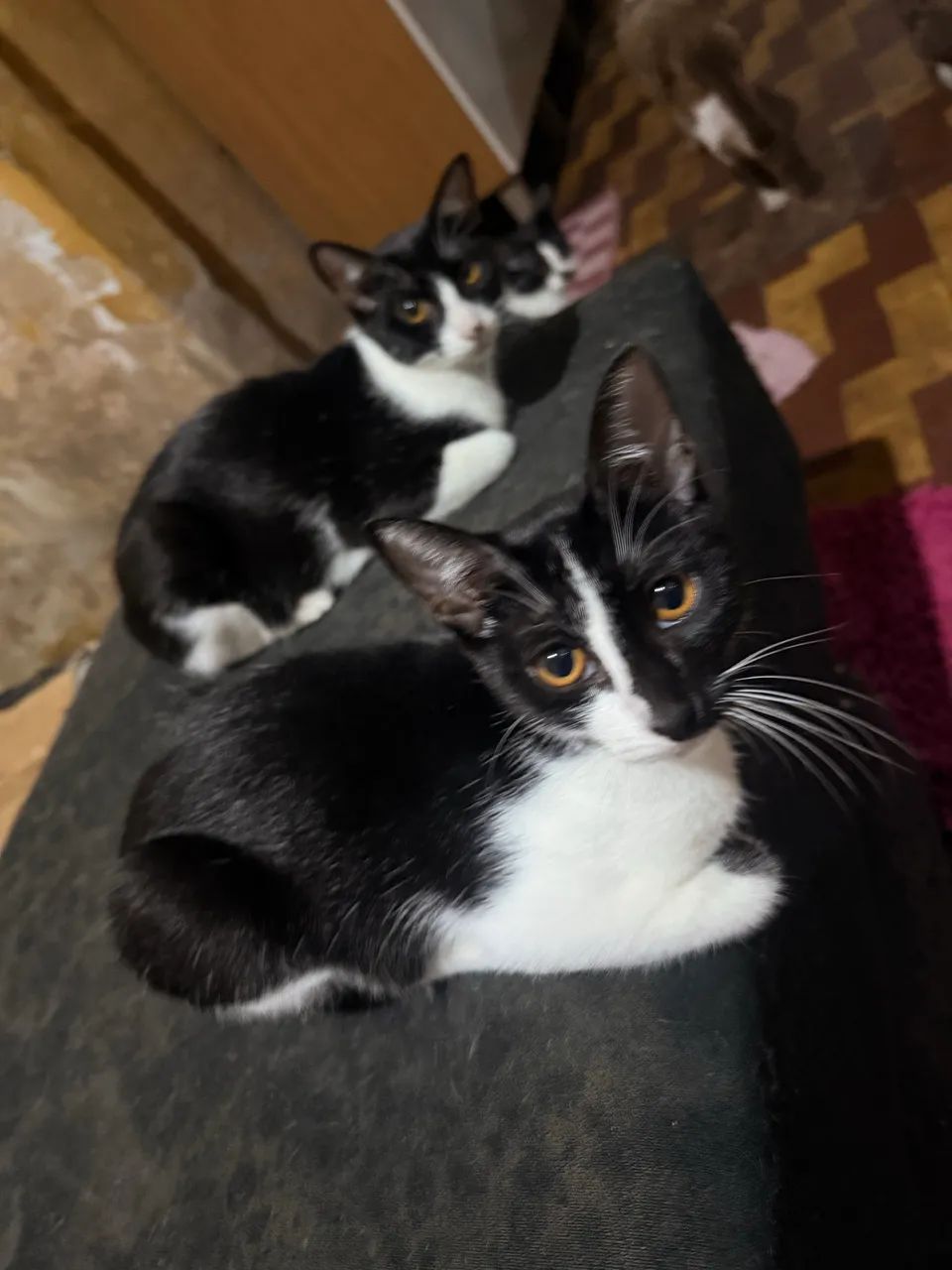 Gatos e gatas castrados para doação  - Foto 5