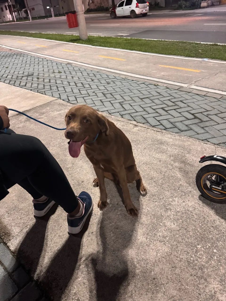 Adoção de cachorro, SRD, pai vira lata e mãe labrador. - Foto 5