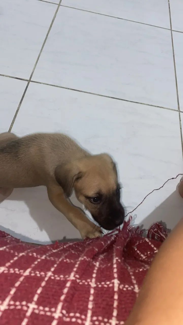 Cachorra - Foto 2