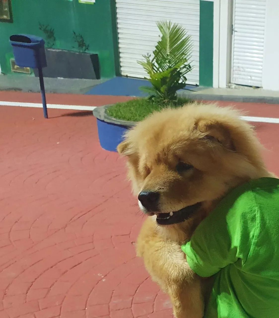 Chow-chow macho disponível para cruzar - Foto 3