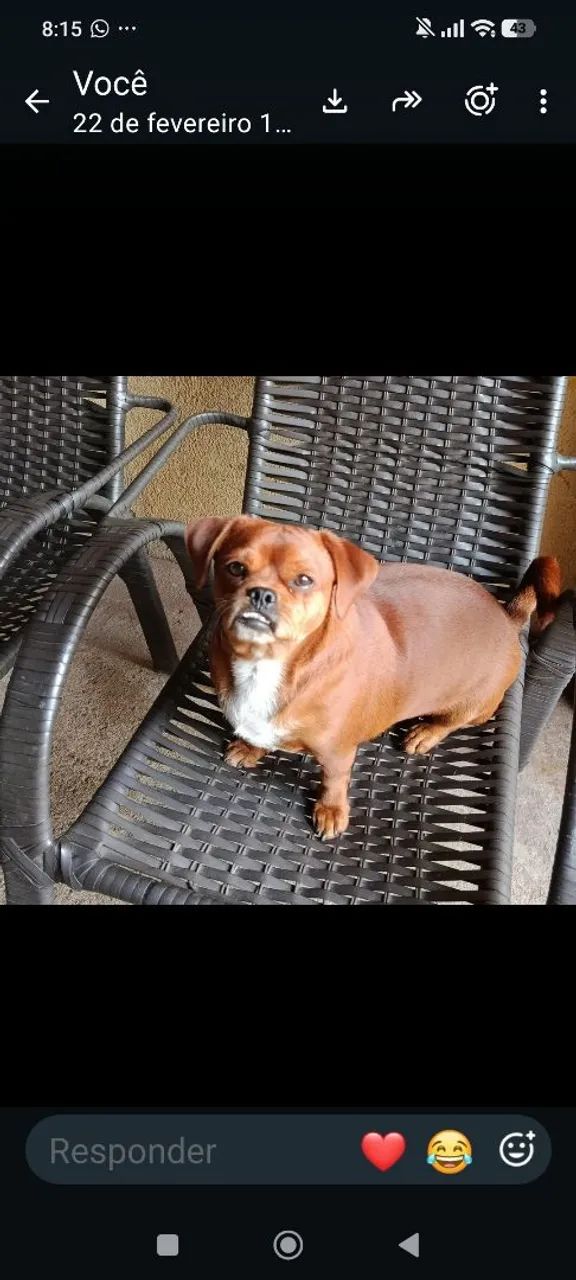 Cachorro 