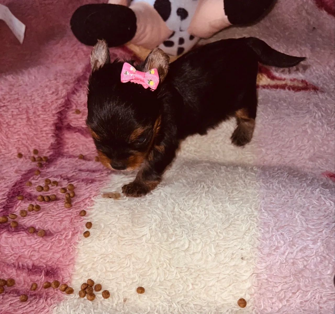 Yorkshire terrier  - Foto 2