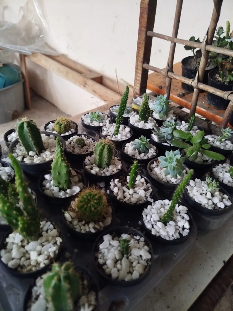 Suculentas e Cactos - R$15,00 - Com Vasinho Incluso - Foto 4