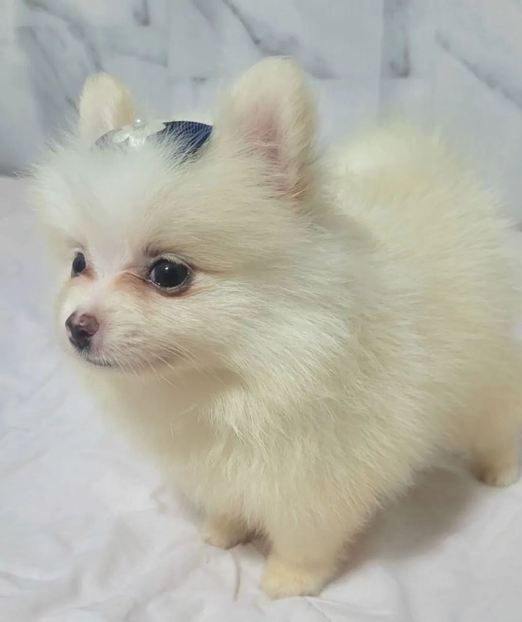 Spitz Alemão Fêmea com Pedigre - Foto 4