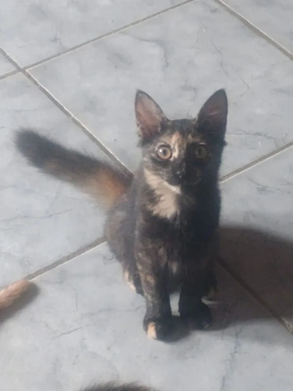 Adoção responsável gata - Foto 3