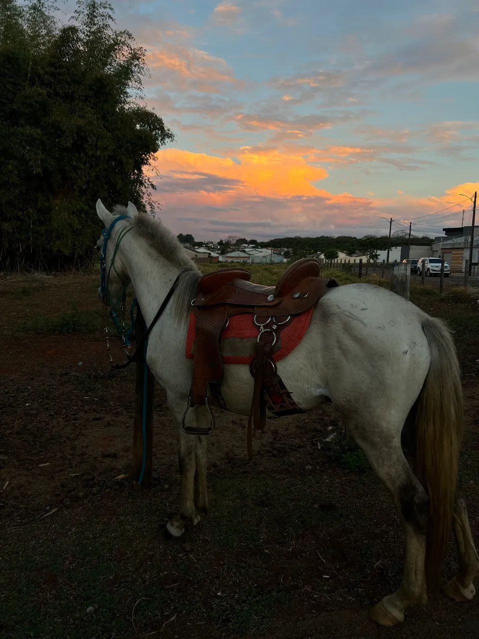 Cavalo  - Foto 3