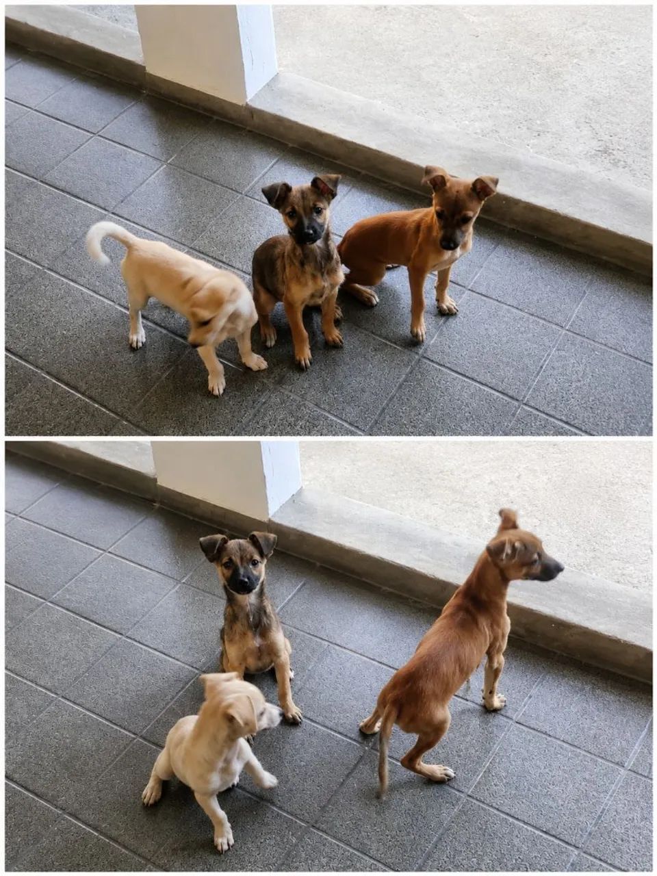 Cachorro  - Foto 2