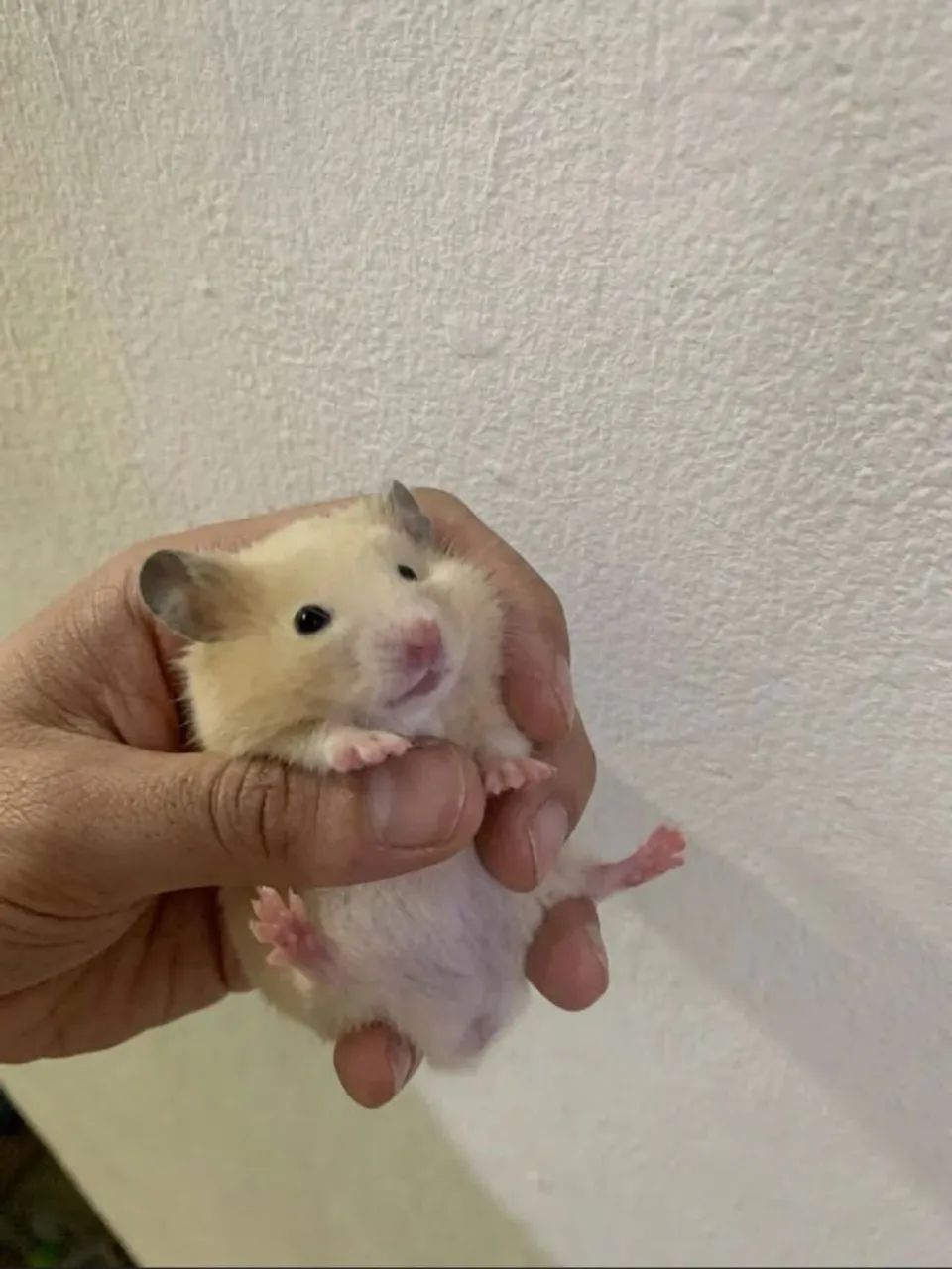 Hamster sírio