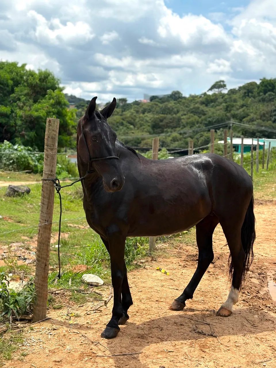 Égua  - Foto 3