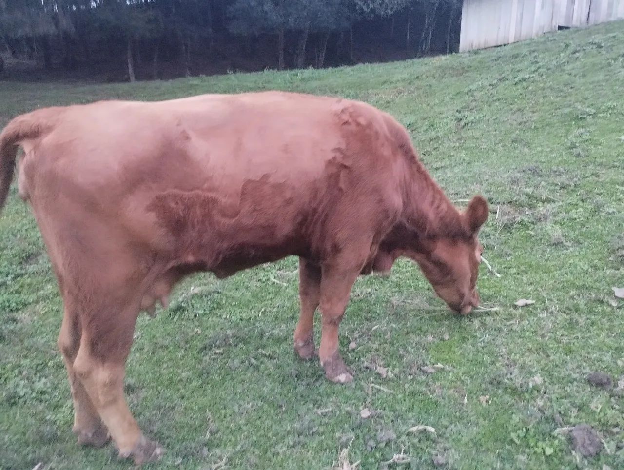 Vaca Red angus 