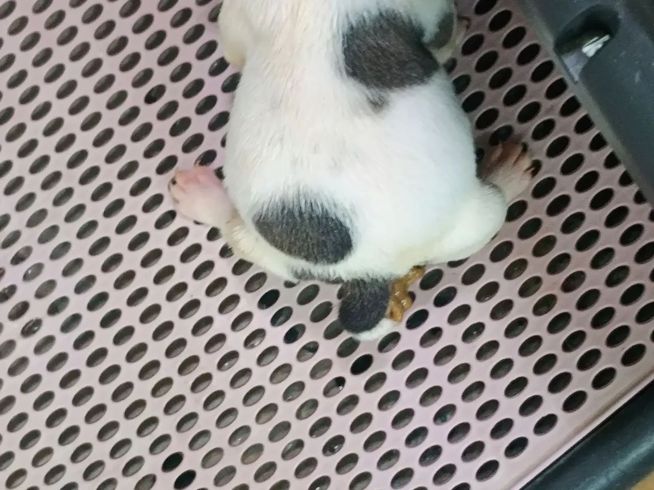 Bulldog francês  - Foto 5