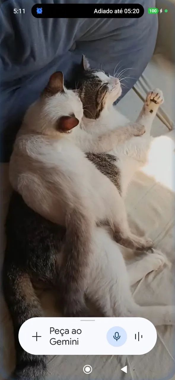 Adoção de gato e gata  - Foto 4