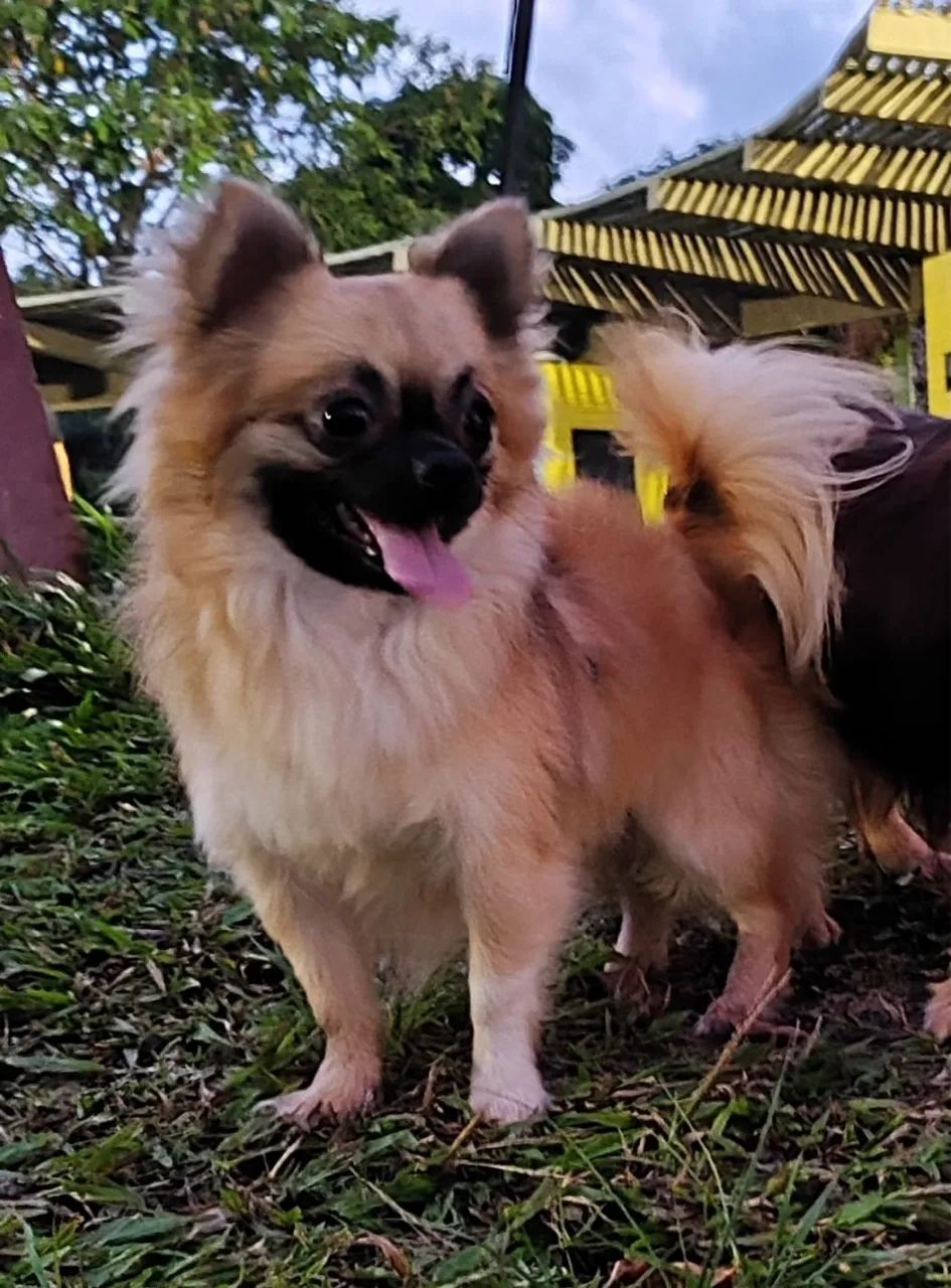 Chihuahua quer namorar  - Foto 5