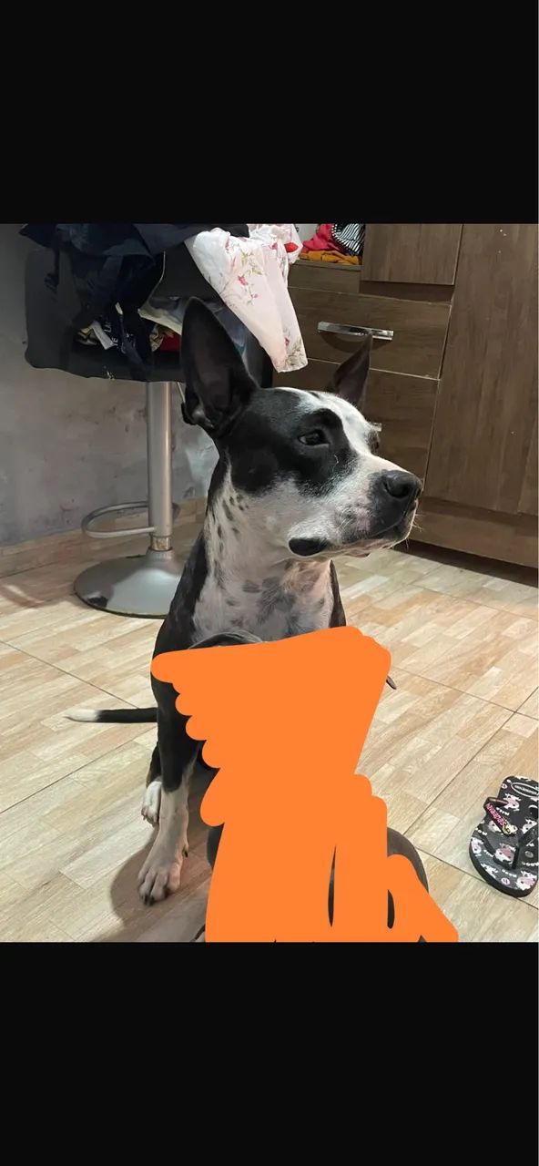 filhote de pitbull americano - Foto 2