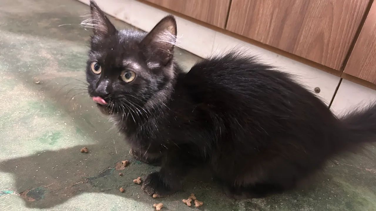 Doação de gato (filhote fêmea)