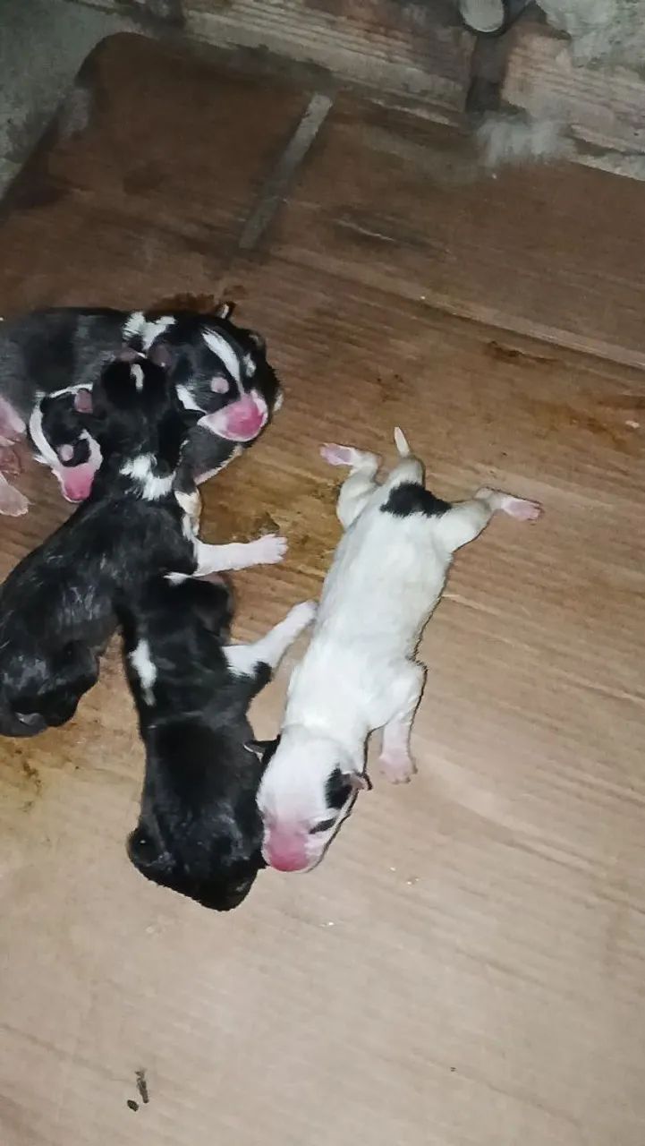 Husky siberiano  - Foto 3