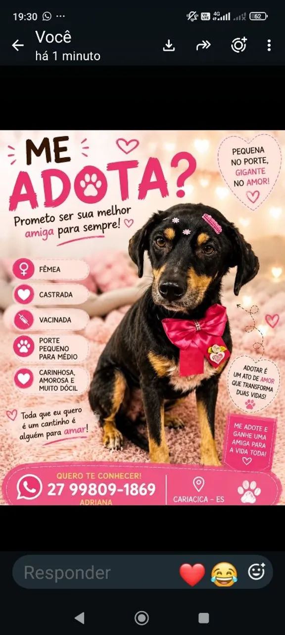 Cachorro 