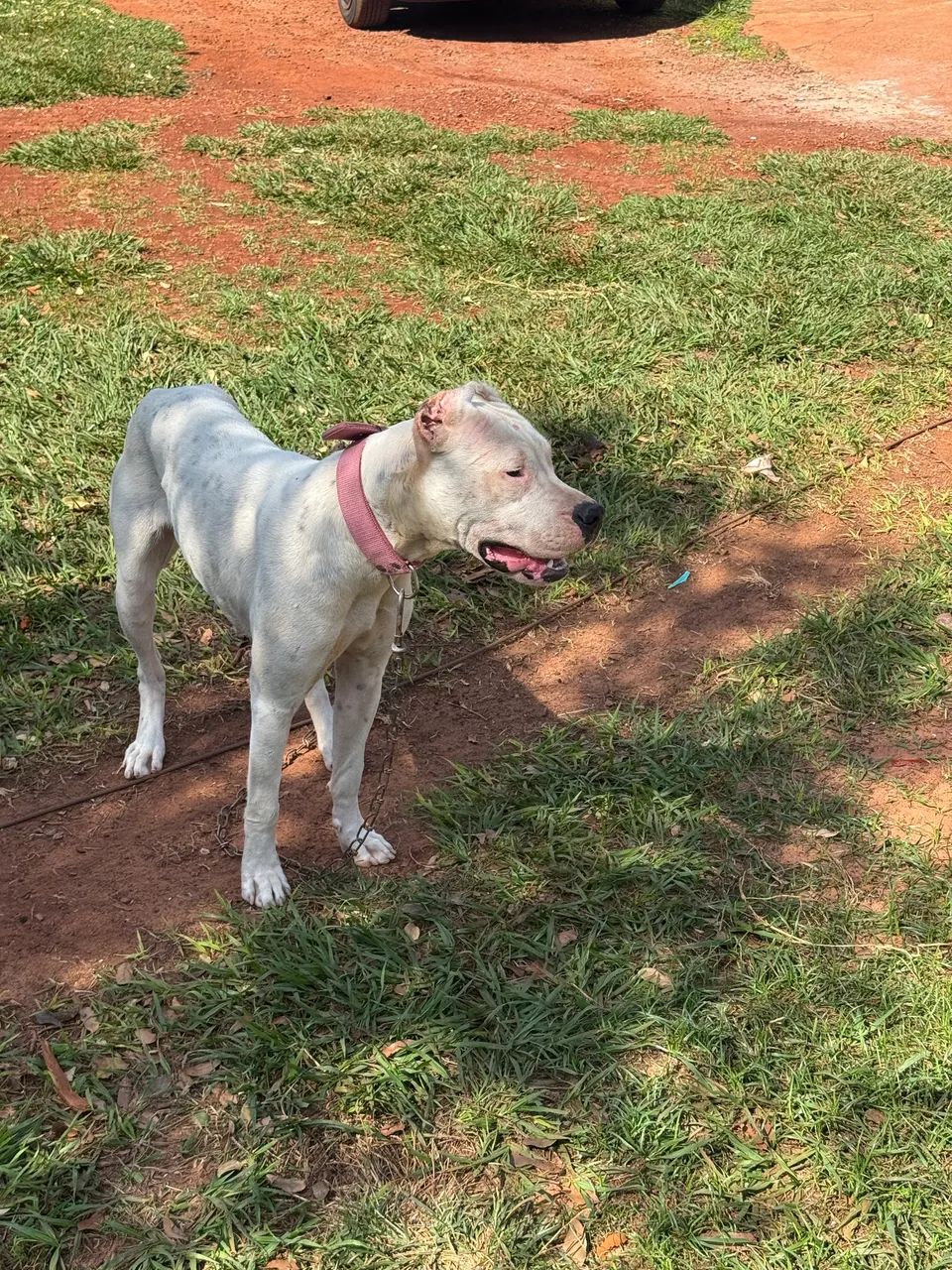 Vendo um Dogo Argentino 