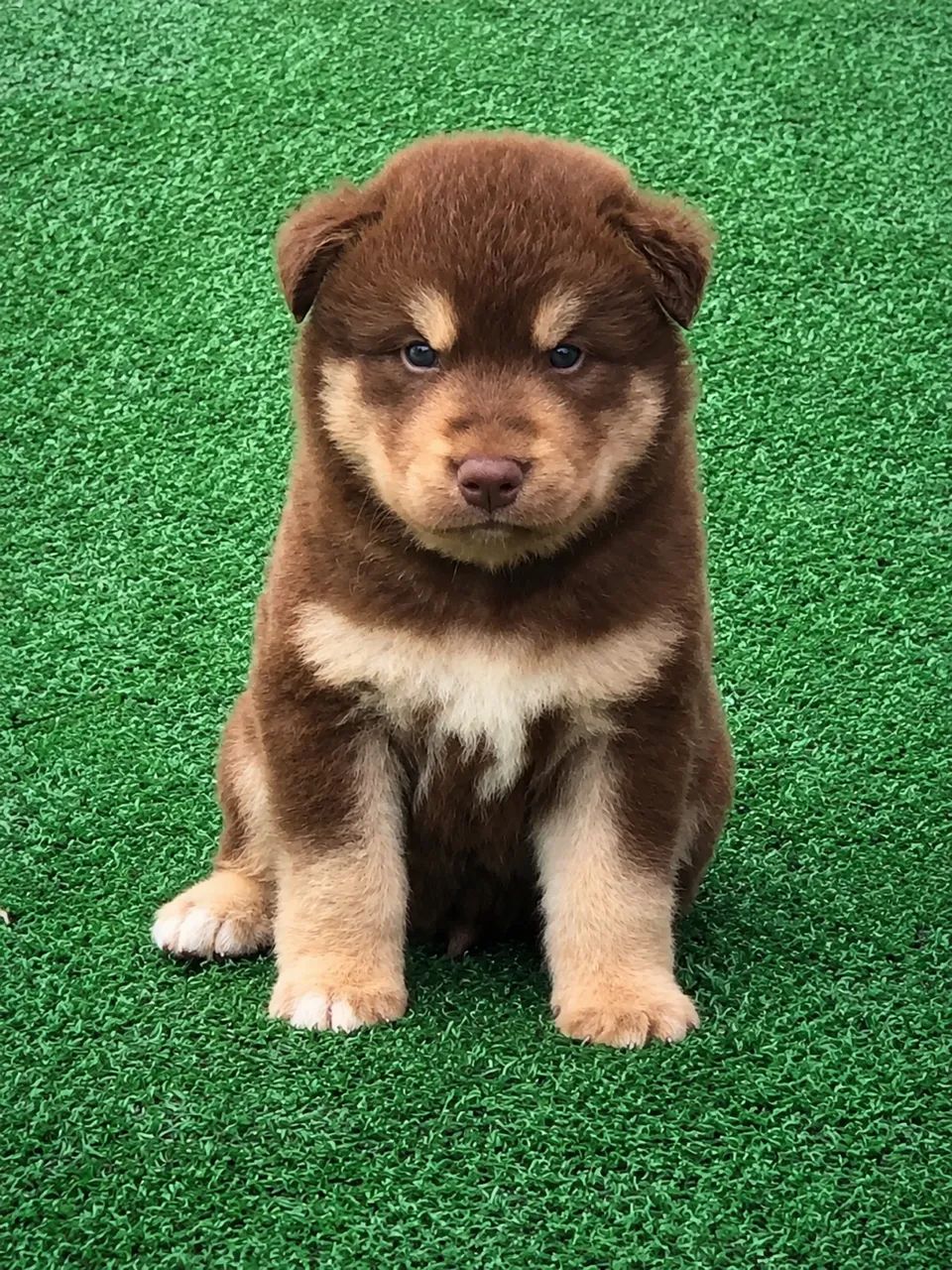 Husky macho Wooly 