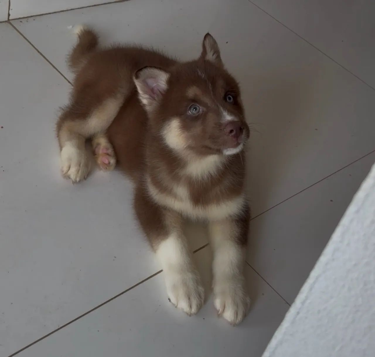 Husky siberiano  - Foto 5