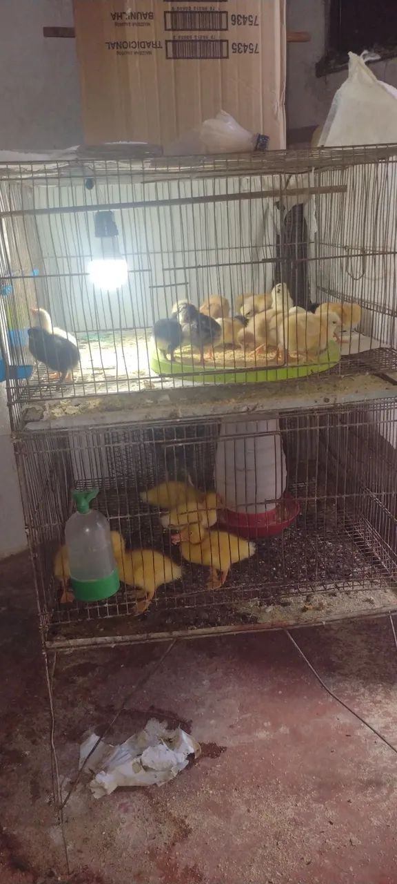 Vende-se animais para criação - Foto 6