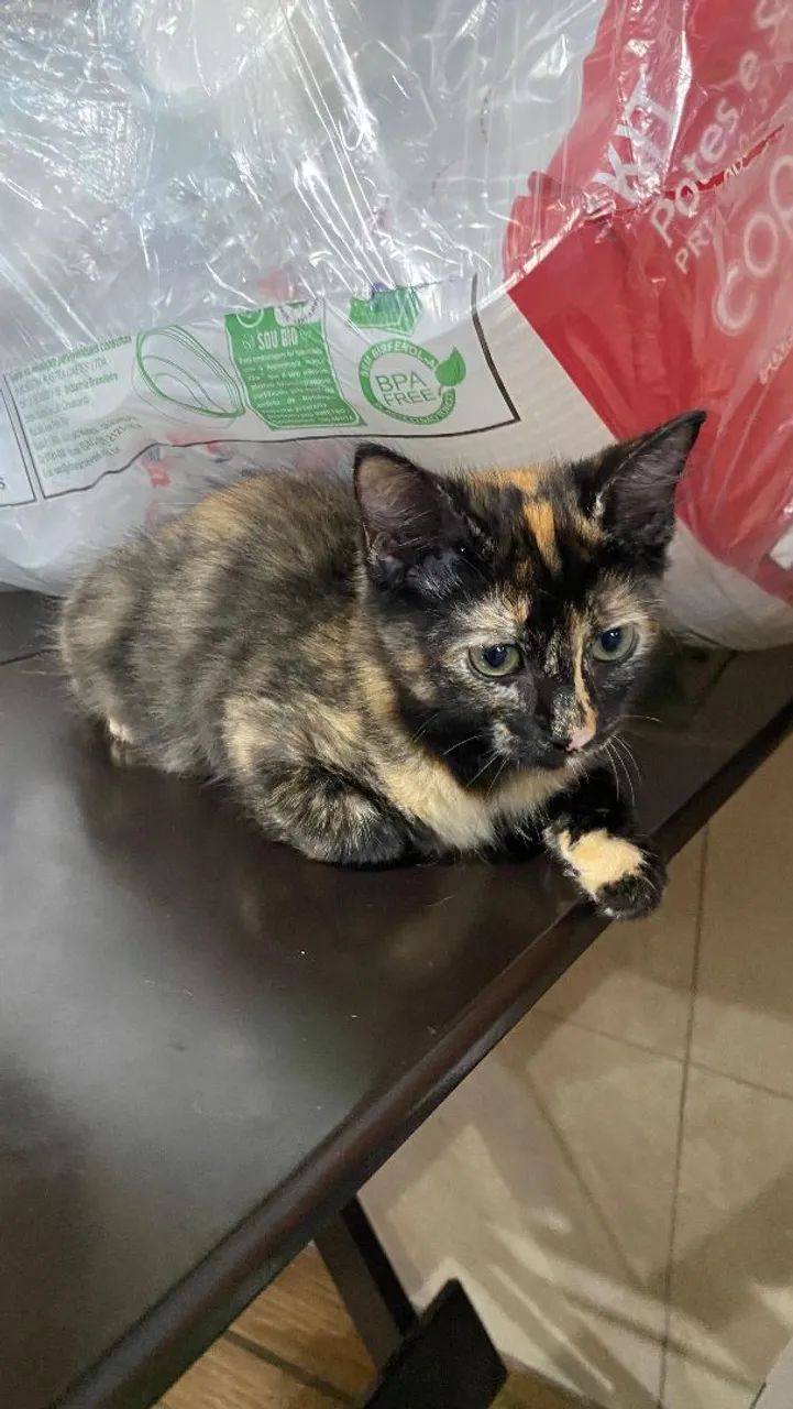 Adoção dessas li das gatinhas. Garanto a castração!  - Foto 3