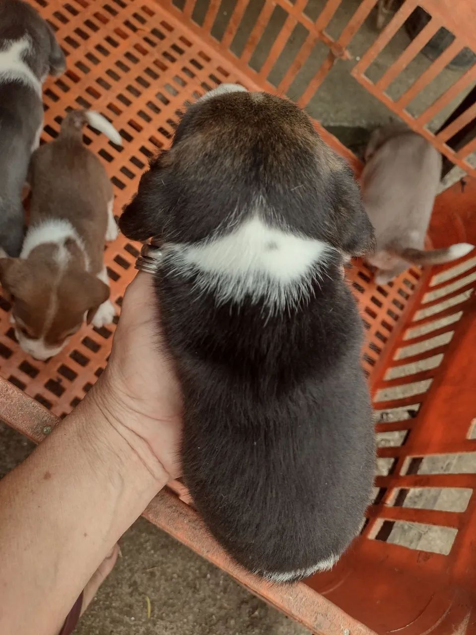 Beagle com pedigree CBKC  - Foto 3