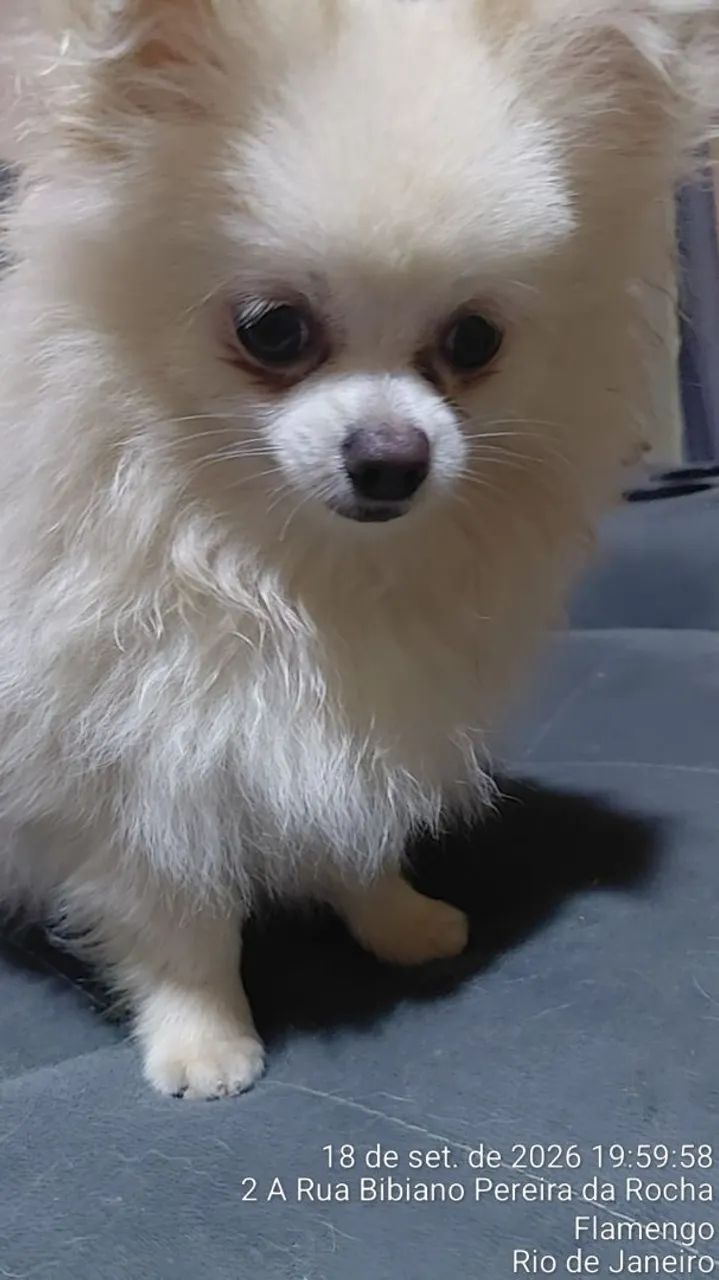 Cão Spitz Alemão (Lulu da Pomerânia) - Foto 3
