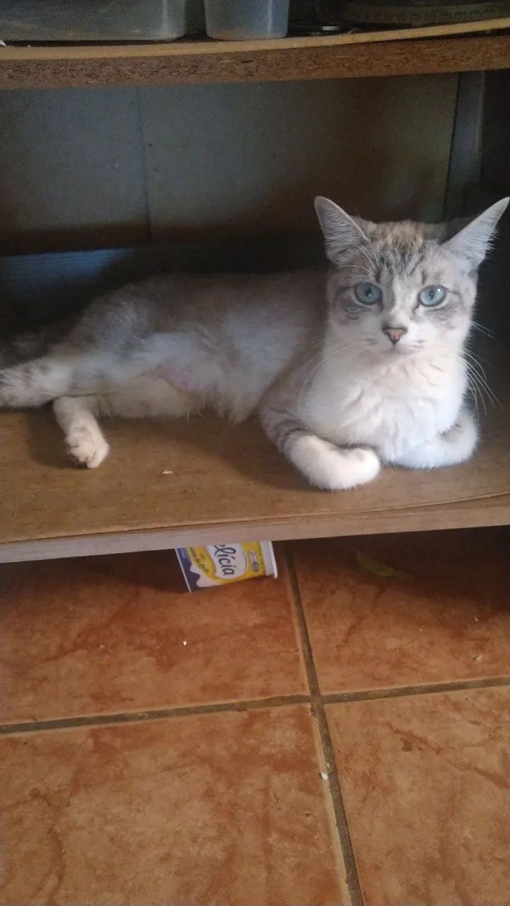 Doação de gata 