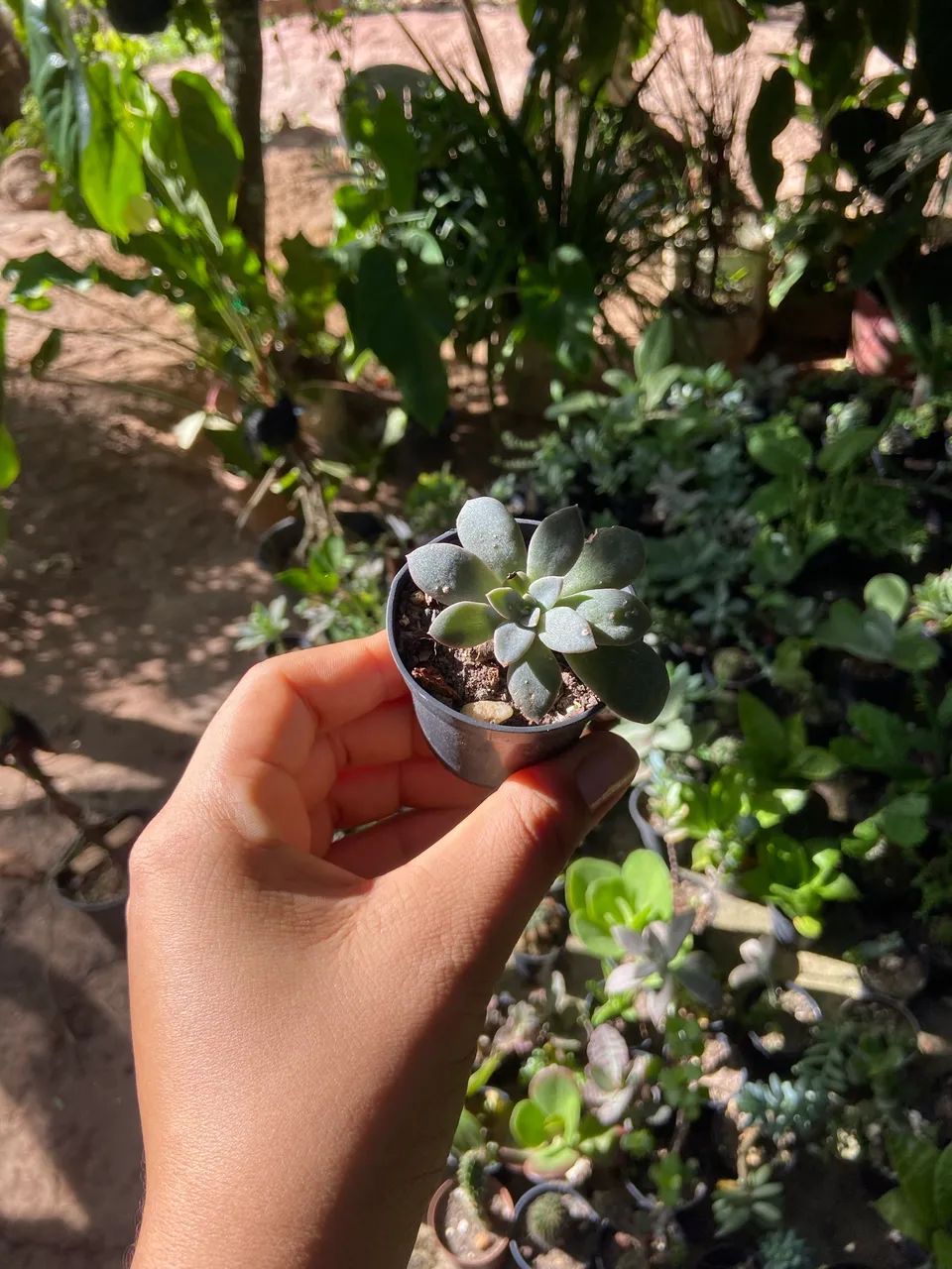 Plantas de várias espécies  - Foto 3