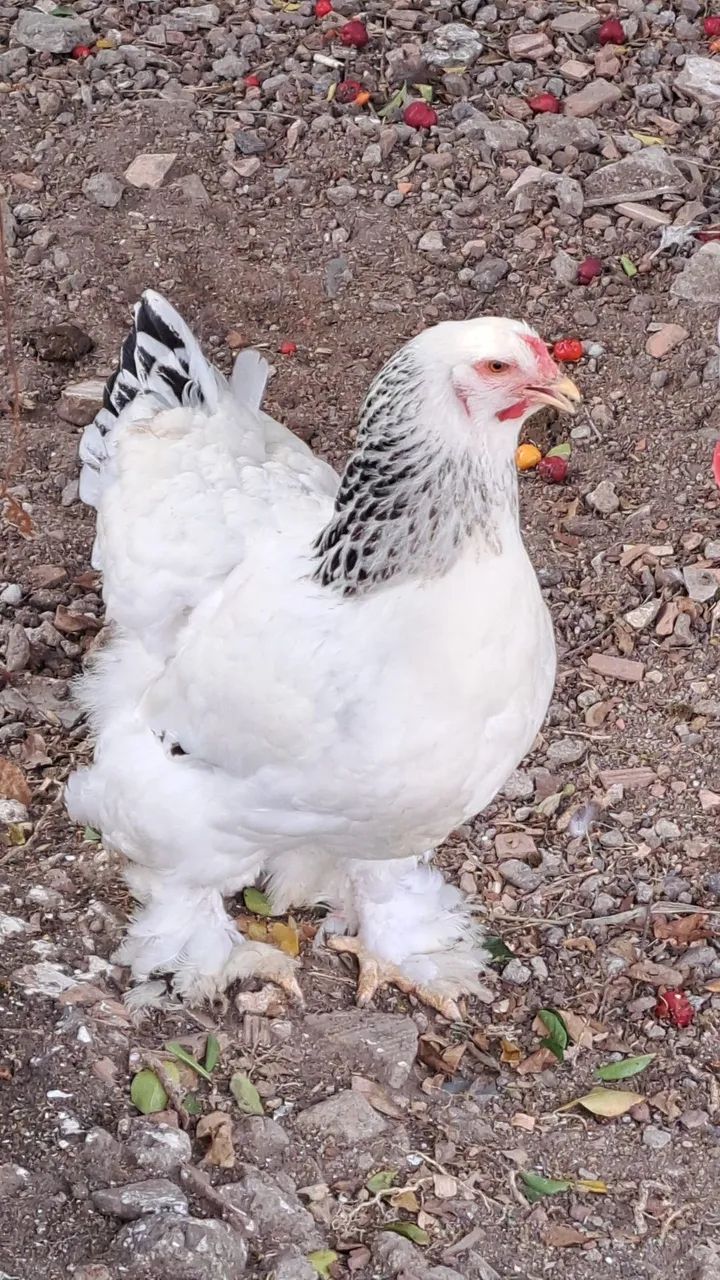 Galinha brahma 