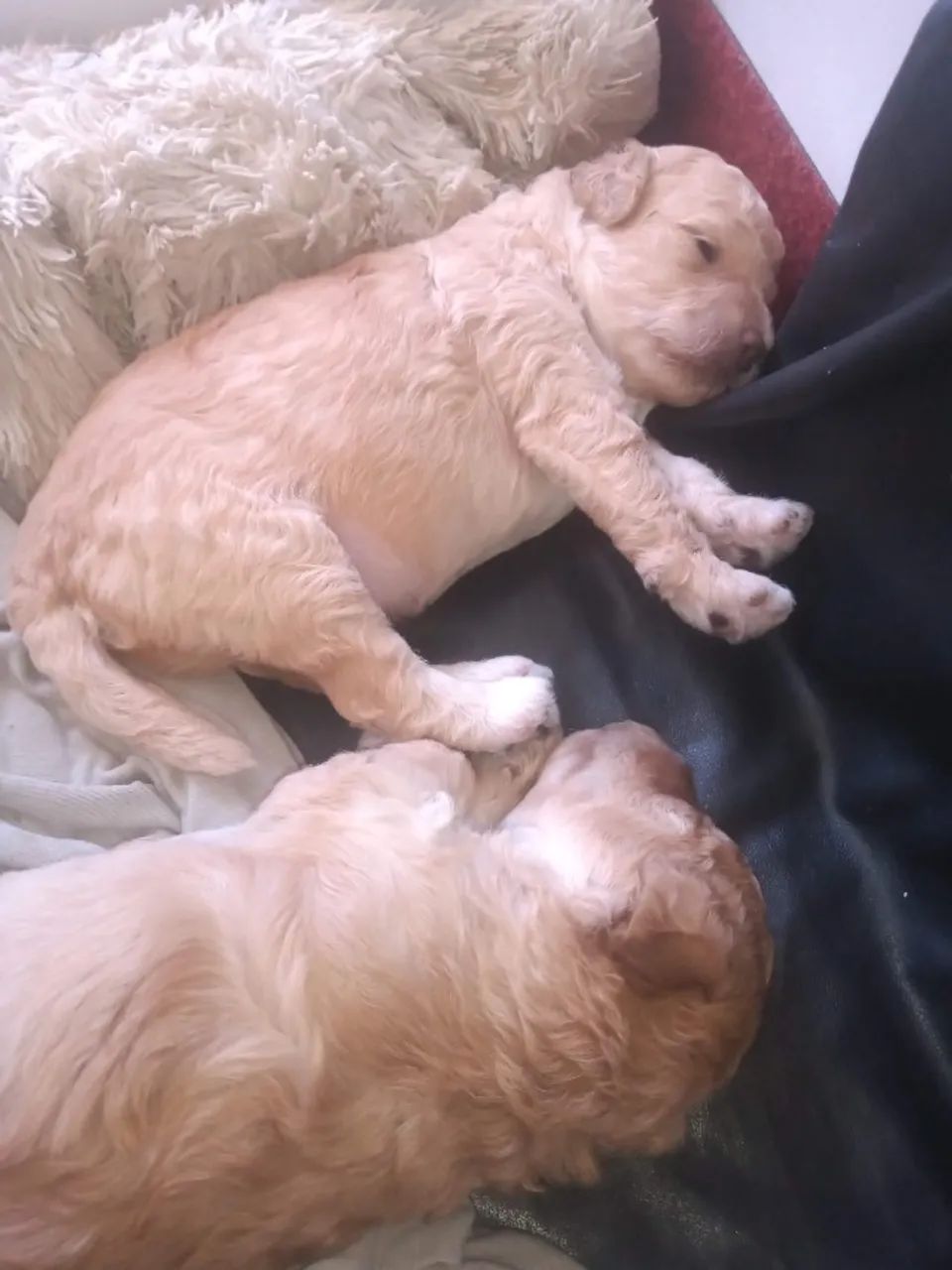 Filhote de Poodle  - Foto 2